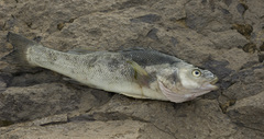 Creole Perch photo 4