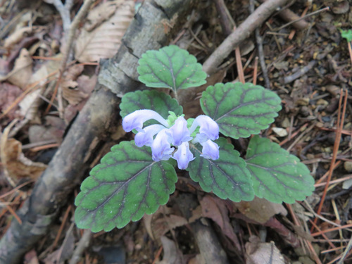 Scutellaria laeteviolacea, photograph 1