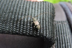 Leiopus femoratus