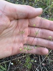Leptosiphon septentrionalis