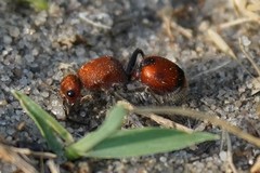 Dasymutilla ursus