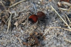 Dasymutilla ursus