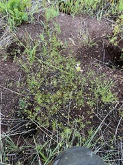 Leptosiphon septentrionalis