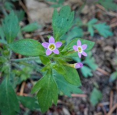 Collomia heterophylla