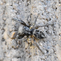 Habronattus cuspidatus