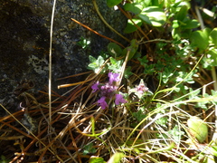 Thymus glabricaulis