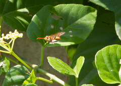 Delta campaniforme campaniforme