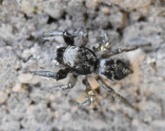 Habronattus cuspidatus