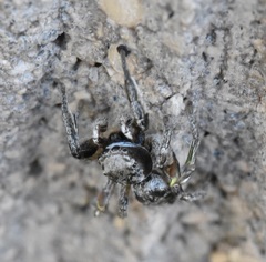 Habronattus cuspidatus