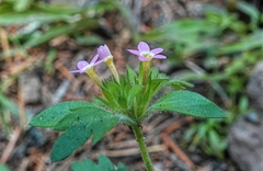 Collomia heterophylla