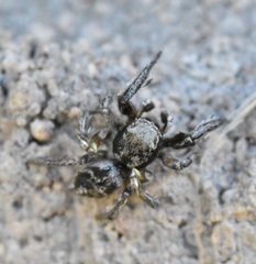Habronattus cuspidatus