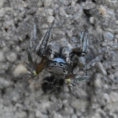 Habronattus cuspidatus