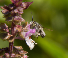 Eutricharaea