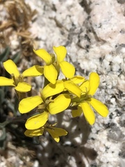 Erysimum perenne