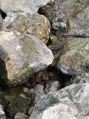 Nerodia rhombifer
