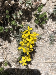 Erysimum perenne