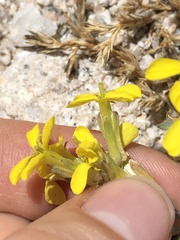 Erysimum perenne