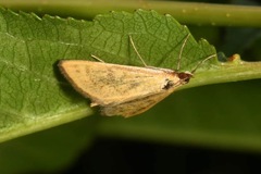 Mecyna flavalis
