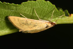 Mecyna flavalis