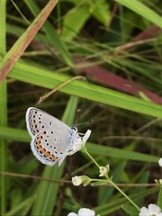 Plebejus samuelis