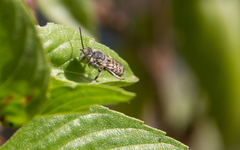 Eutricharaea
