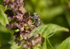 Eutricharaea