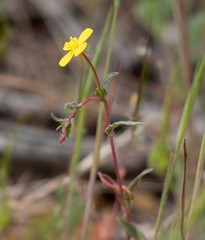 Camissoniopsis ignota