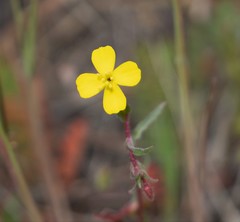 Camissoniopsis ignota