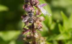 Eutricharaea