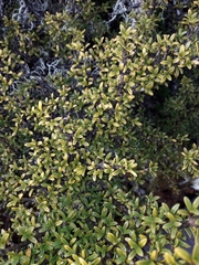 Coprosma fowerakeri