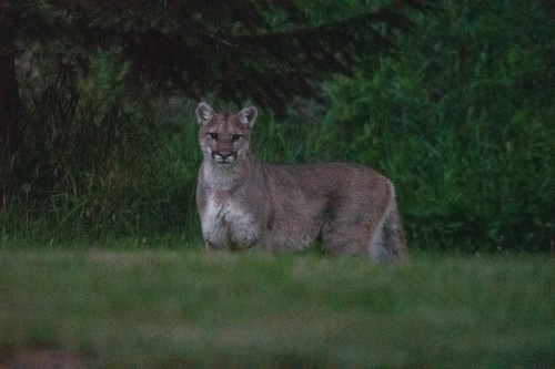 Mountain Lion photographed in Montana