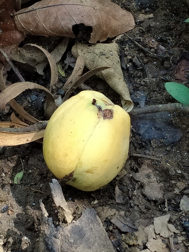 Dillenia aurea