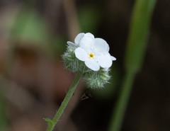 Cryptantha clevelandii