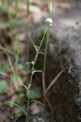 Cryptantha clevelandii