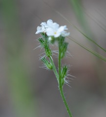 Cryptantha clevelandii