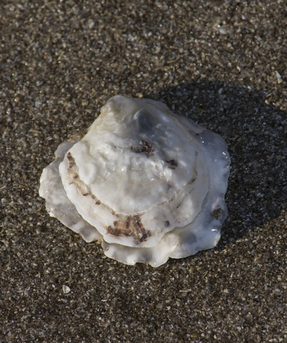 Ostrea puelchana