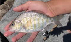 Amphistichus argenteus