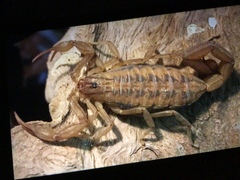 Centruroides elegans