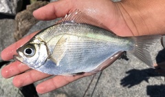 Hyperprosopon argenteum