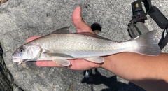 Menticirrhus undulatus