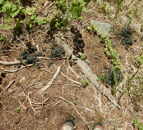 iNaturalist observation photo of American Black Bear