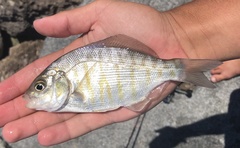 Amphistichus argenteus