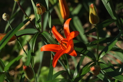 Lilium concolor partheneion