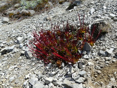 Epilobium crassum