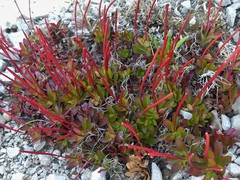 Epilobium crassum