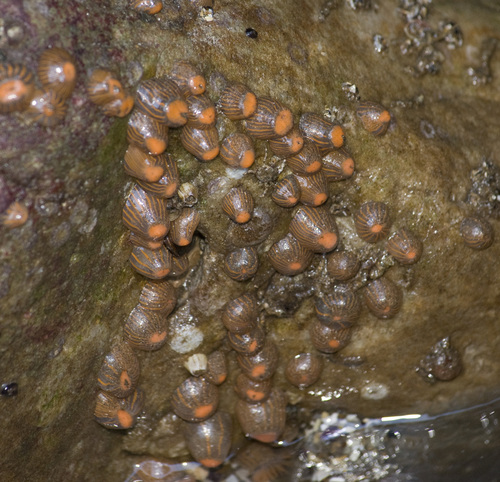 Anthothoe chilensis