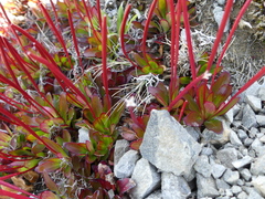 Epilobium crassum