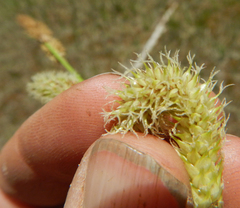 Carex angustata