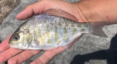 Amphistichus argenteus