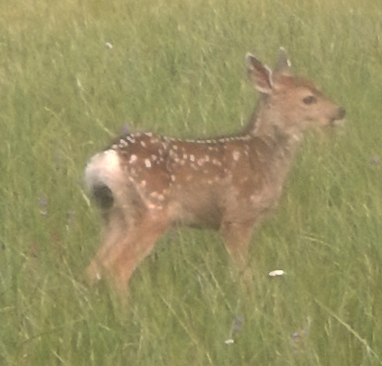 iNaturalist observation photo of Mule Deer